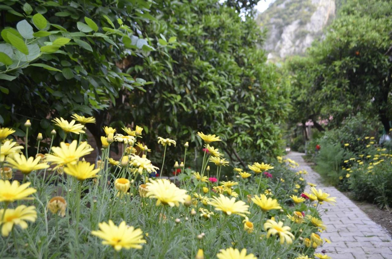 Mercan Pension Olympos Zewnętrze zdjęcie